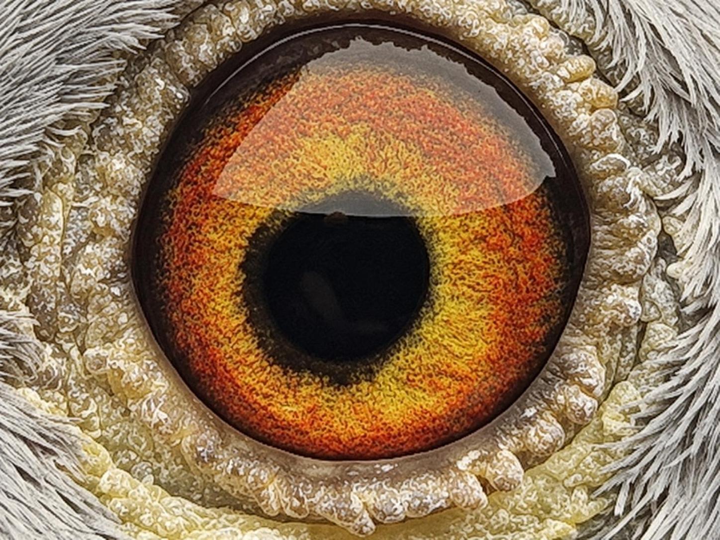 Pigeon eye